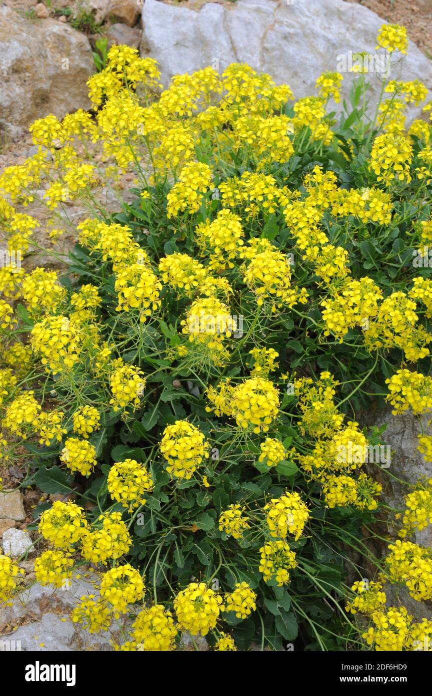 Balearenkohl (Brassica balearica) ist eine endemische Brassicaceae von Serra de Tramontana, Mallorca, Balearen, Spanien. Stockfoto