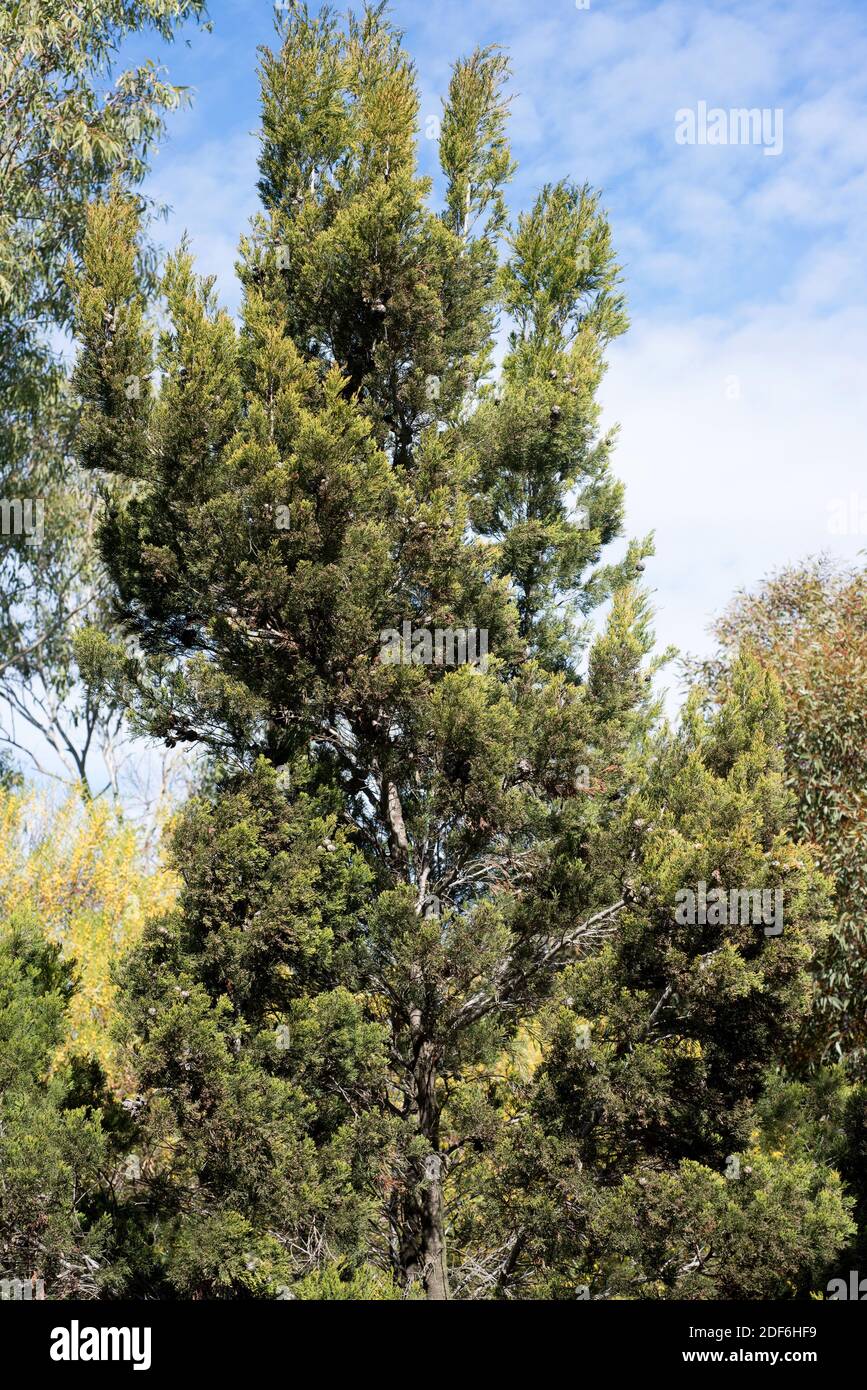 Rottnest Island Pine oder Southern Cypress Pine (Callitris preissii) ist Zypresse endemisch in Australien. Stockfoto