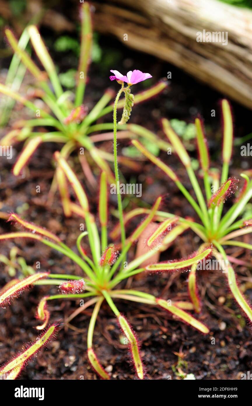 Kapsundaw (Drosera capensis) ist eine fleischfressende Pflanze, die im Kap in Südafrika beheimatet ist. Blütenstand und Blätter Detail. Stockfoto