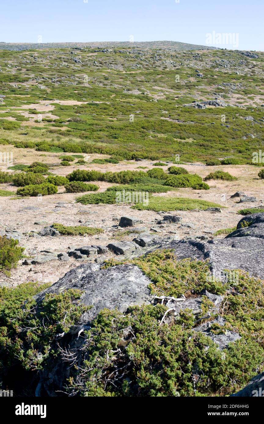 Alpine Wacholder (Juniperus communis alpina oder J. communis nana) ist ein immergrüner Strauch, der in subarktischen Regionen Europas und Nordens beheimatet ist Stockfoto