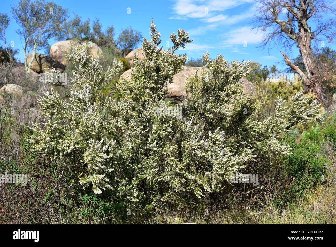 Baum Heide Erica Arborea Stockfotos und bilder Kaufen Alamy