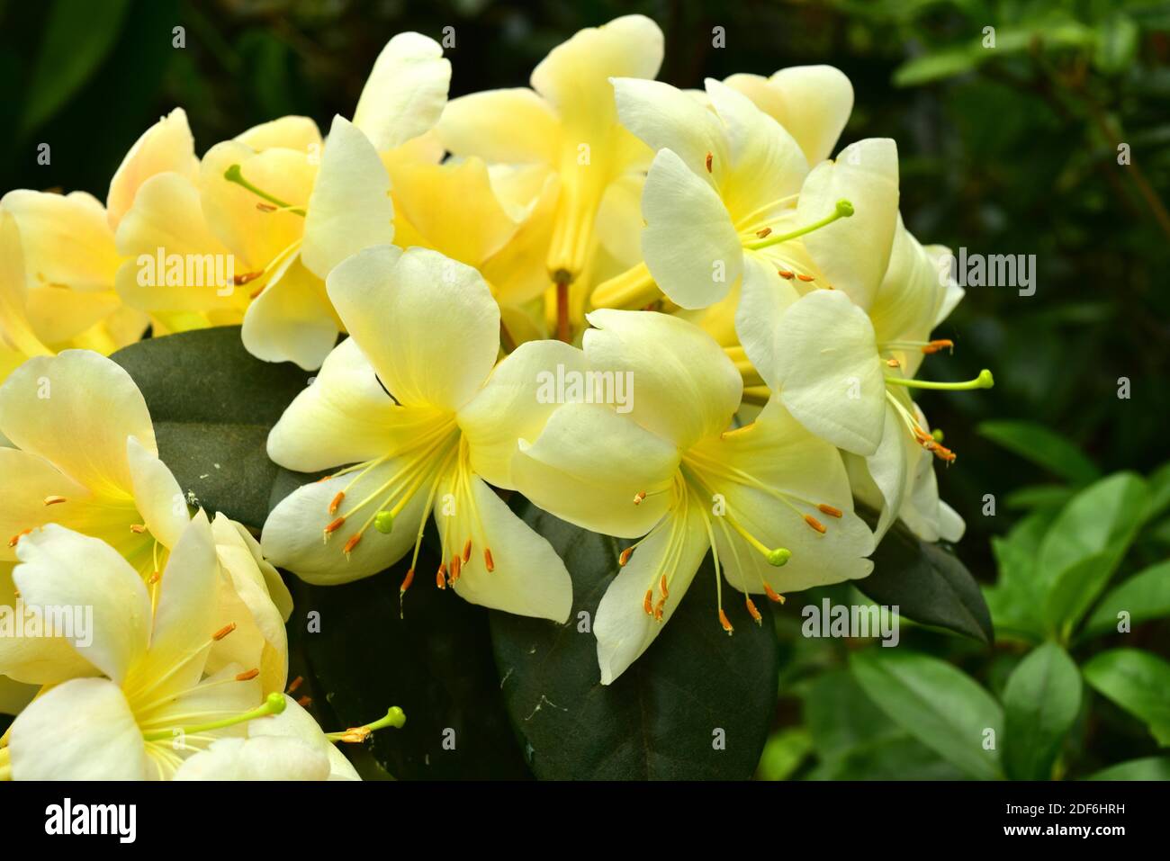 Azalea (Rhododendron sp.) Ist ein hybrides ornamentales Exemplar. Stockfoto