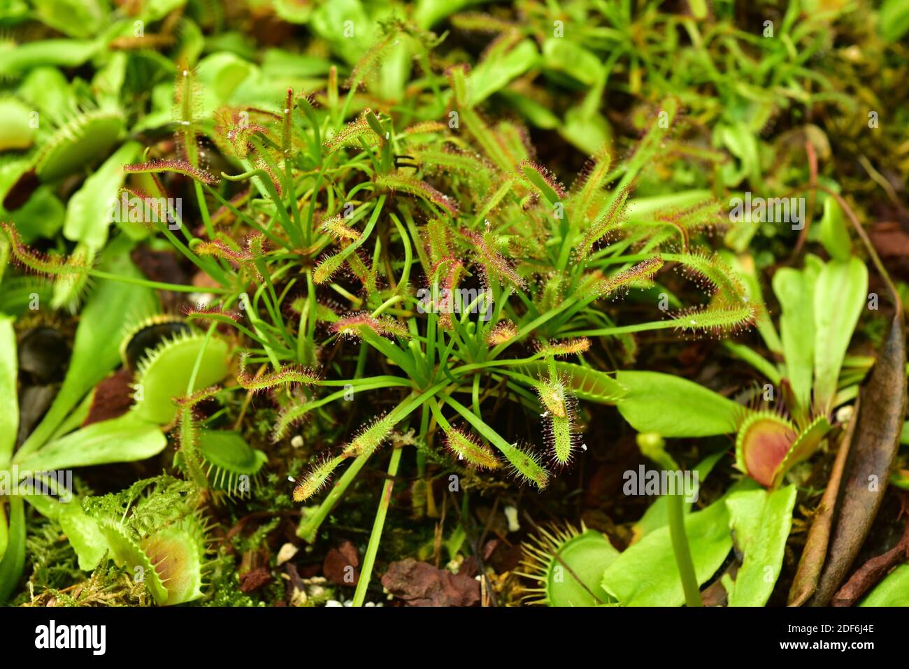 Kapsundaw (Drosera capensis) fleischfressende Pflanze aus dem Kap, Südafrika, und Venusfliegenfalle (Dionaea muscipula) eine weitere fleischfressende Pflanze Stockfoto
