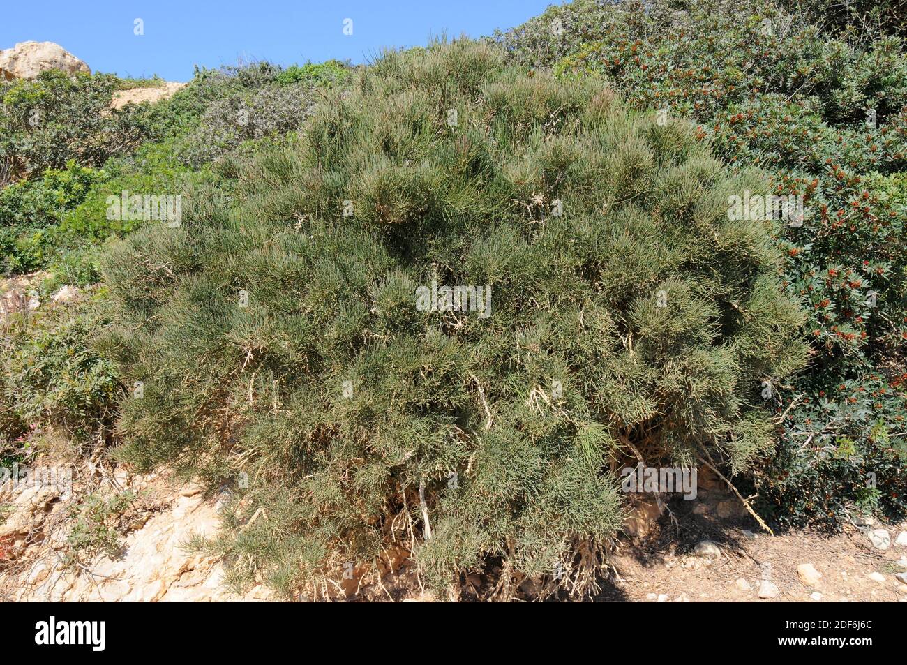Gelenkkiefer (Ephedra fragilis) ist ein giftiger Strauch, der im