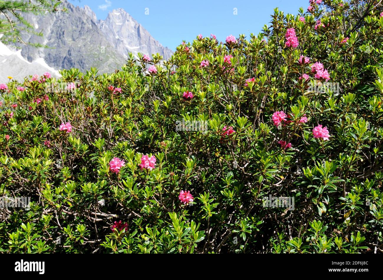 Alpenrose (Rhododendron ferrugineum) ist ein immergrüner Strauch, der in  den europäischen Bergen (Alpen, Apenninen und Pyrenäen) beheimatet ist.  Dieses Foto wurde in Mer de aufgenommen Stockfotografie - Alamy