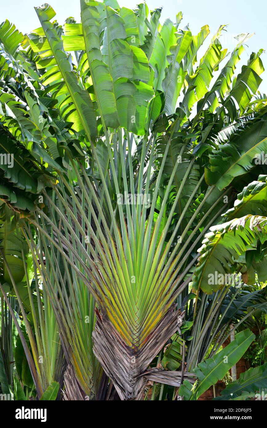 Traveller Palm oder Traveller Tree (Ravenala madagascariensis) ist ein großes Kraut, das auf Madagaskar beheimatet ist. Stockfoto