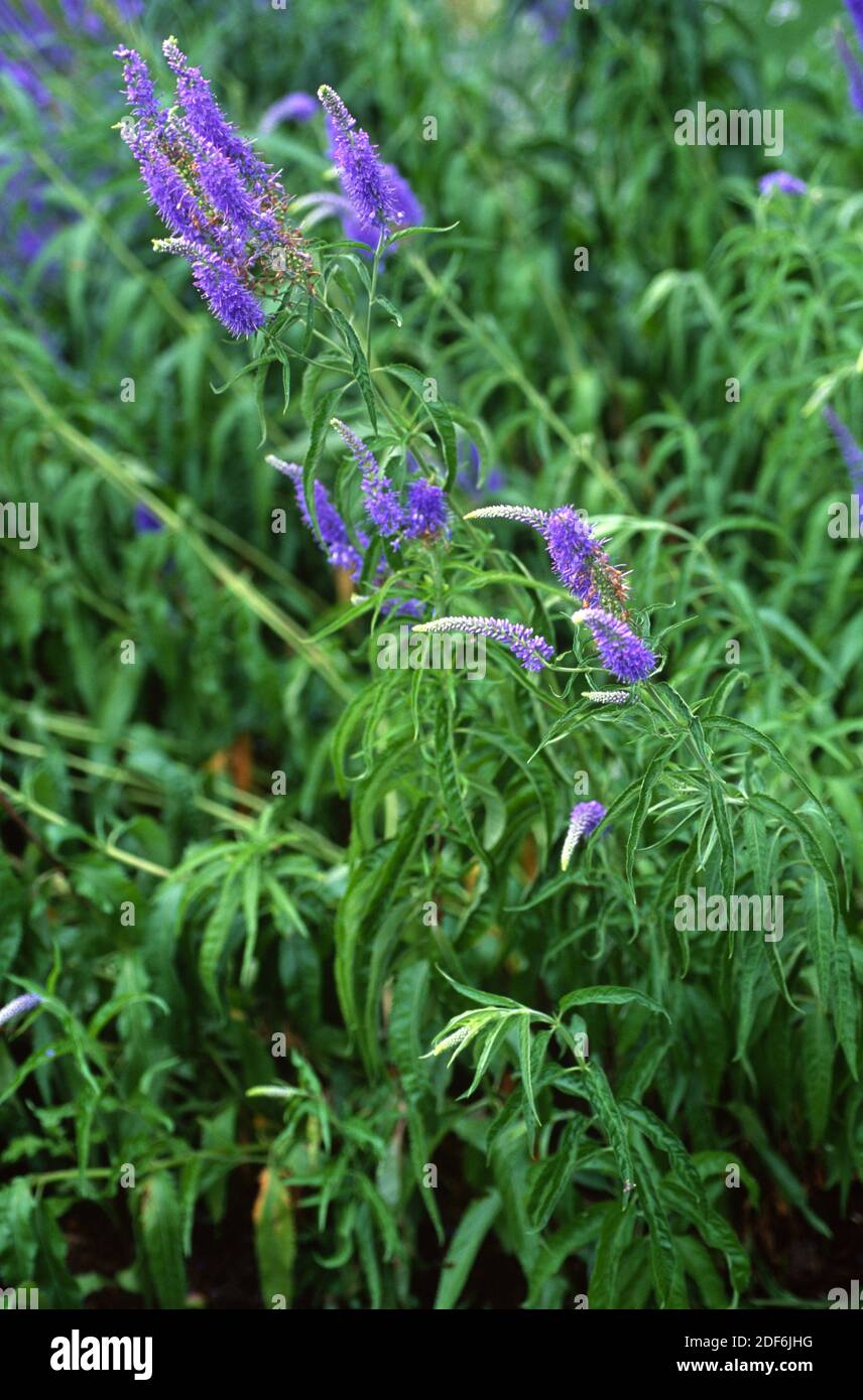 Veronica Blume Pflanze Stockfotografie - Alamy