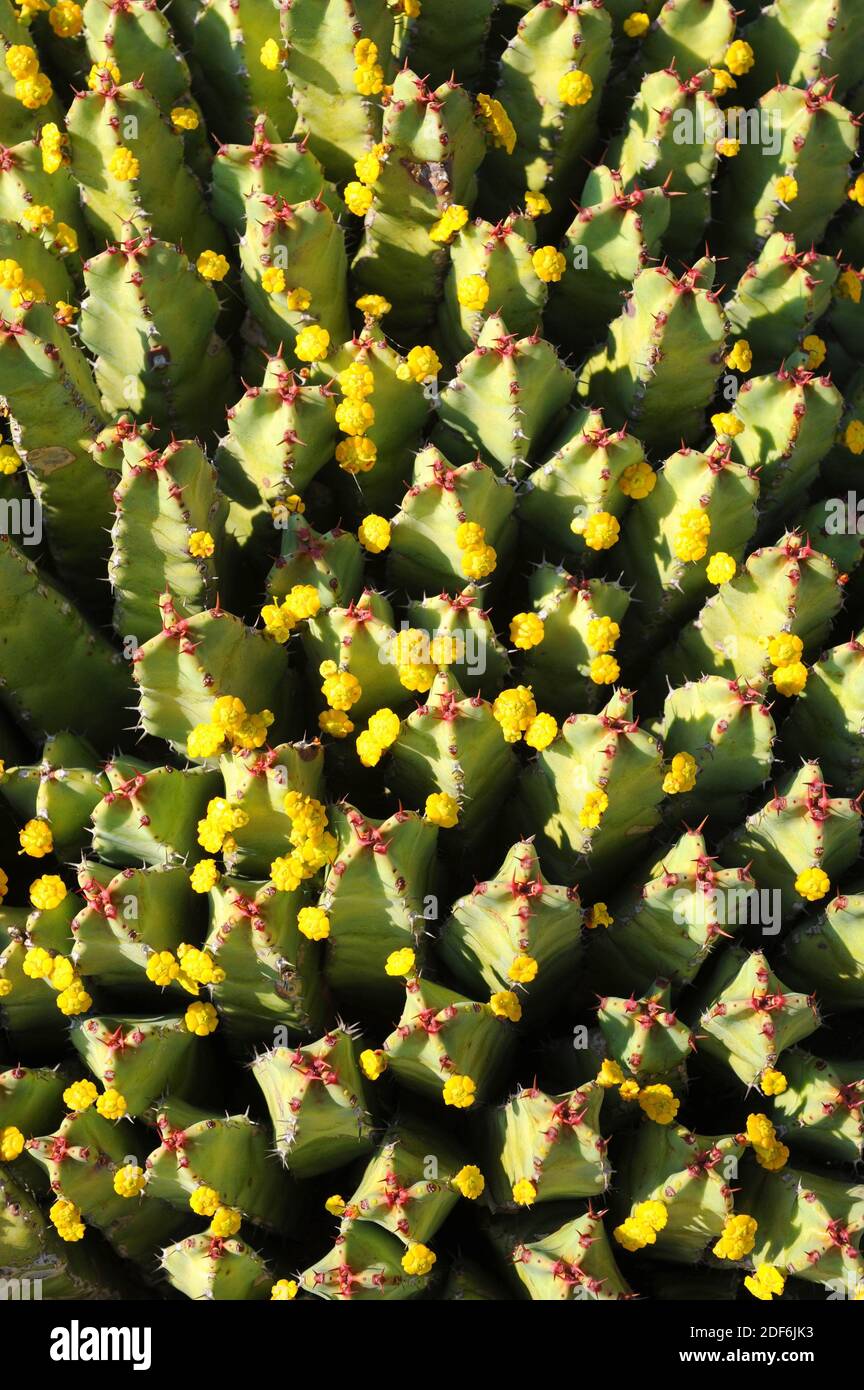 Harzspurge (Euphorbia resinifera) ist ein Strauch, der im Atlasgebirge, Marokko, endemisch ist. Stockfoto