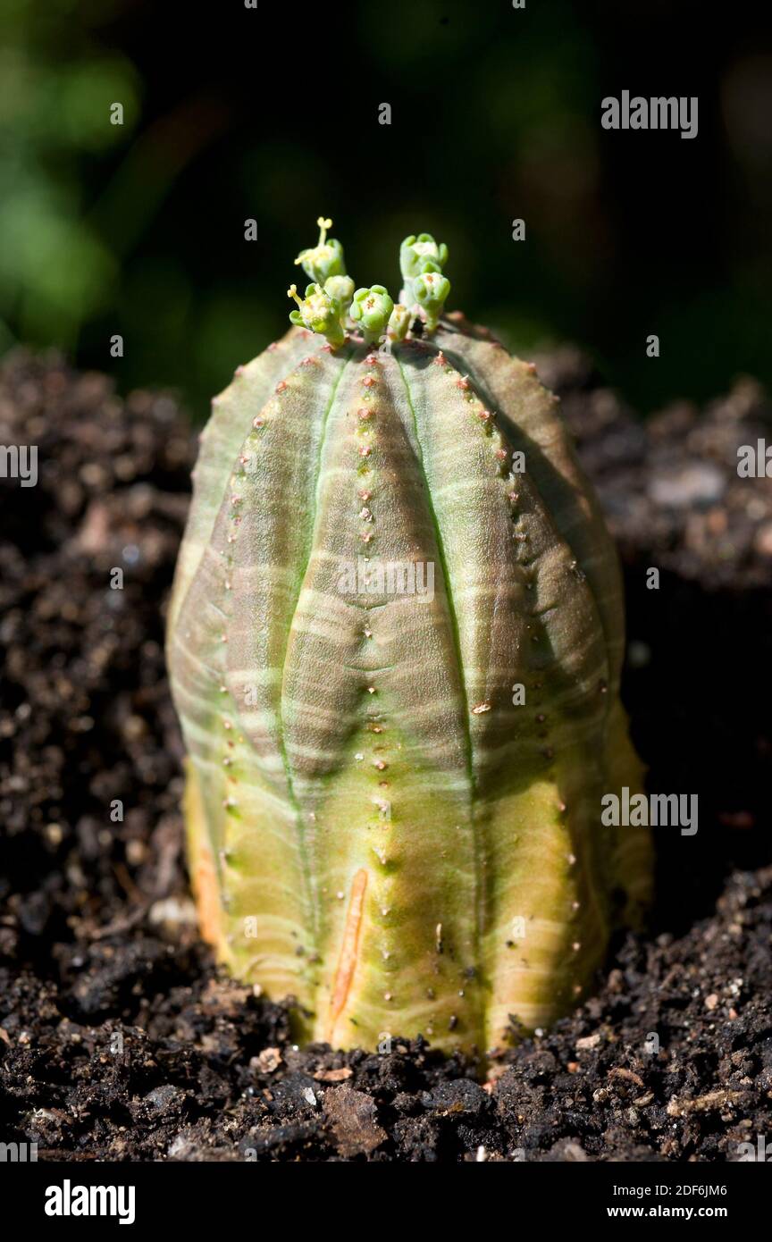 Baseballpflanze (Euphorbia obesa) ist eine gefährdete Pflanze, die in Südafrika beheimatet ist. Stockfoto