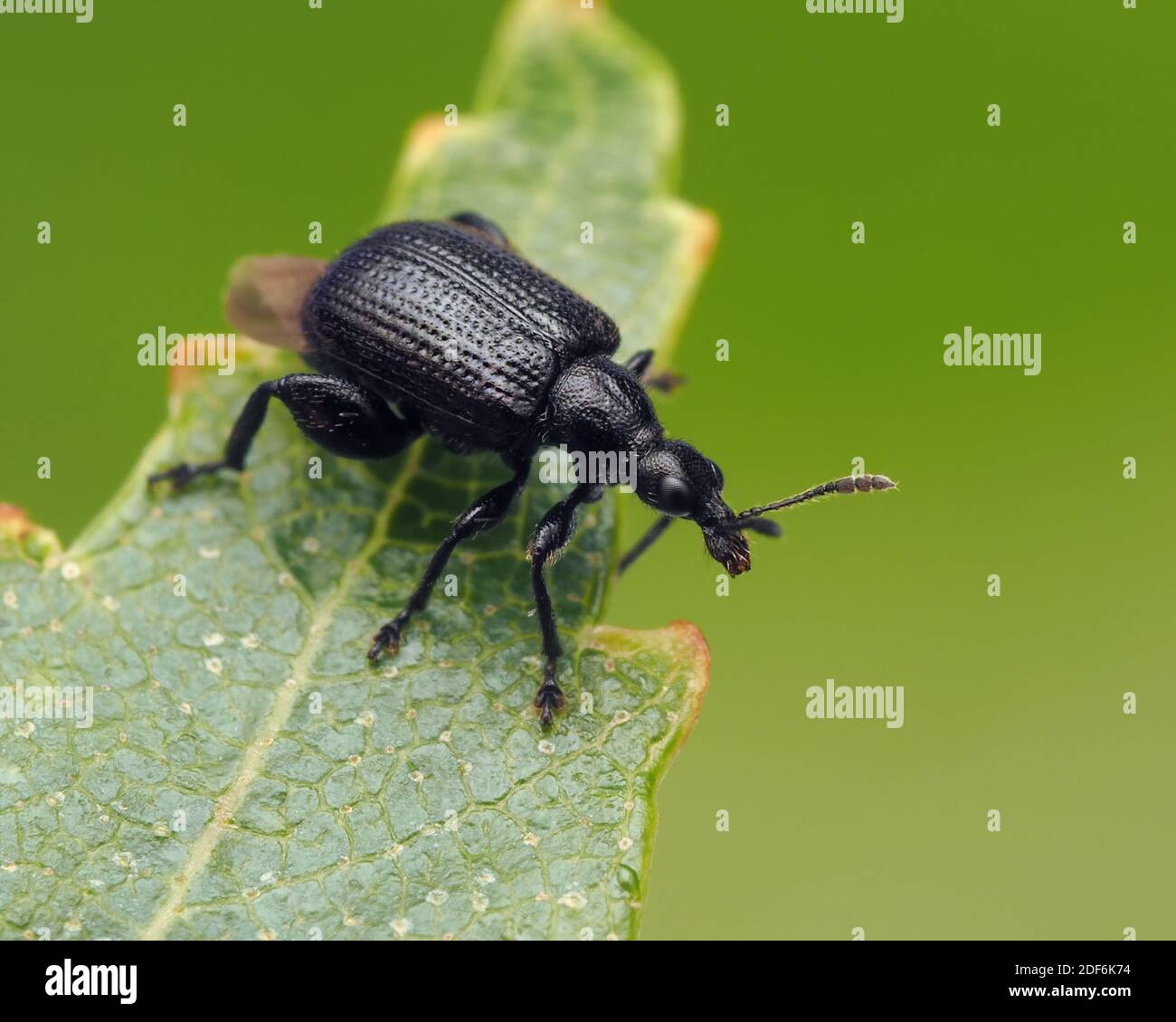 Birkenblattrolle (Deporaus betulae) am Rand des Birkenblattes. Tipperary, Irland Stockfoto