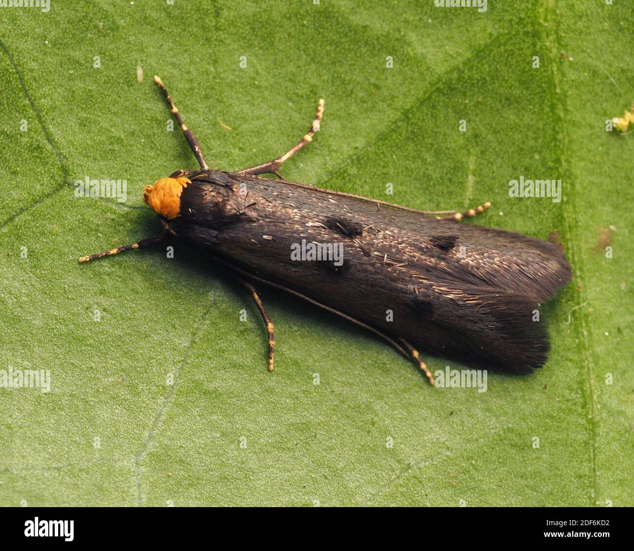 Dorsale Ansicht des Gelbköpfigen Kosmetottermotten (Spuleria flavicaput), der auf Efeu-Blatt ruht. Tipperary, Irland Stockfoto