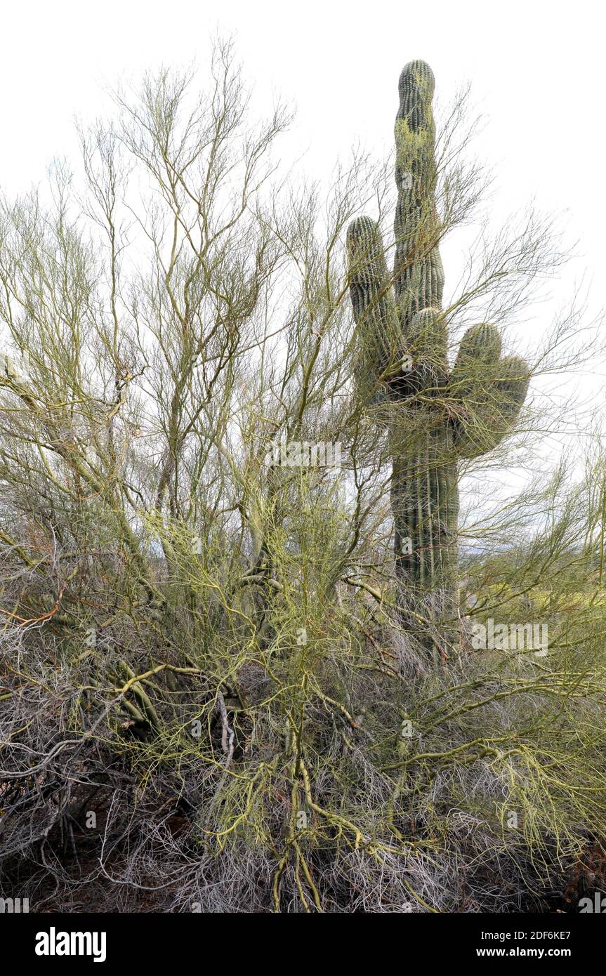 Gelbe Paloverde (Parkinsonia microphylla oder Cercidium microphylla) ist ein Baum, der in Wüsten im Südwesten der USA und im Nordwesten Mexikos beheimatet ist. Stockfoto