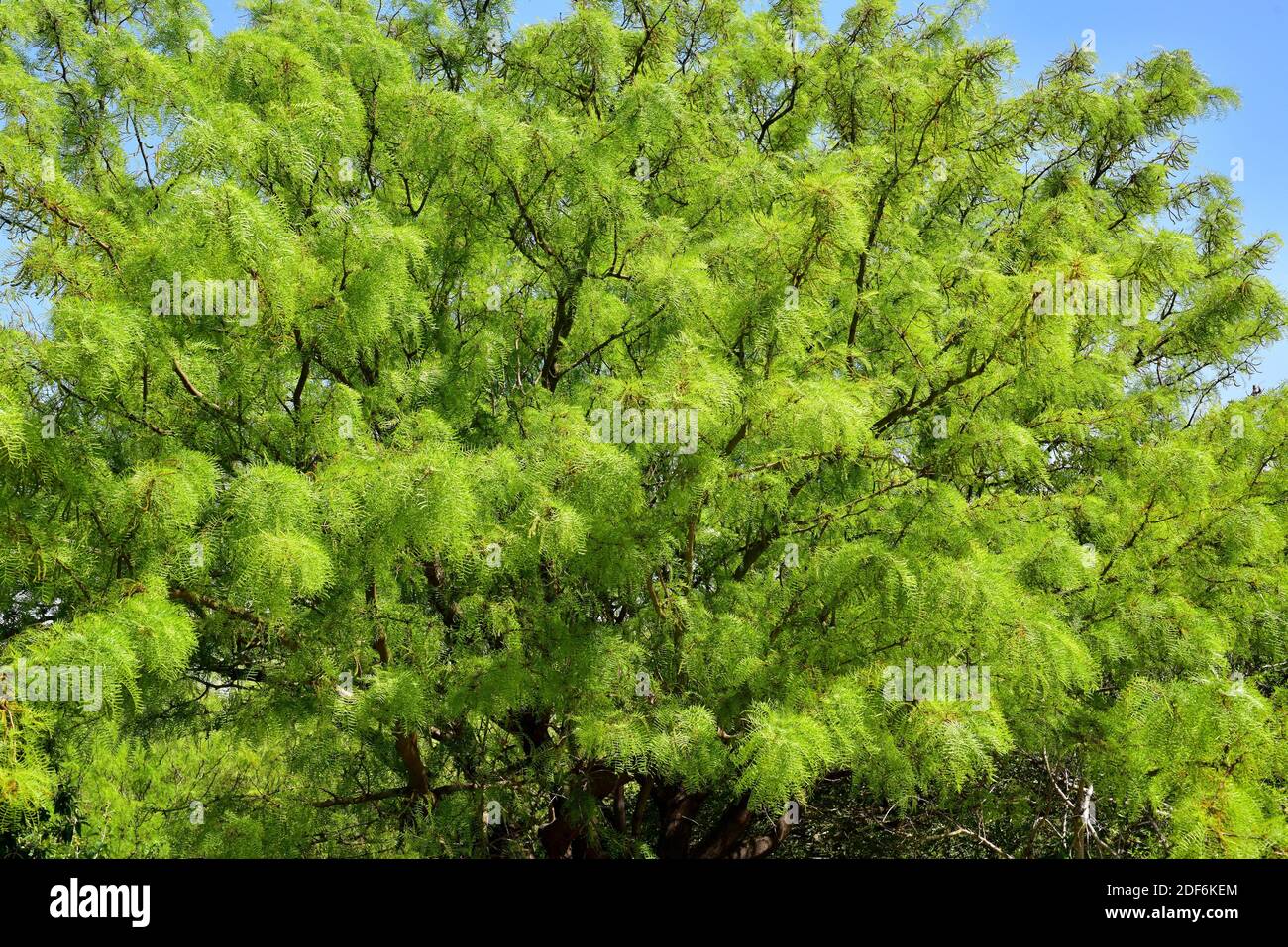 Chilenischer algarrobo oder chilenischer Mesquite (Prosopis chilensis) ist ein Deziduoud-Baum, der in Chile, Argentinien und Peru beheimatet ist. Stockfoto