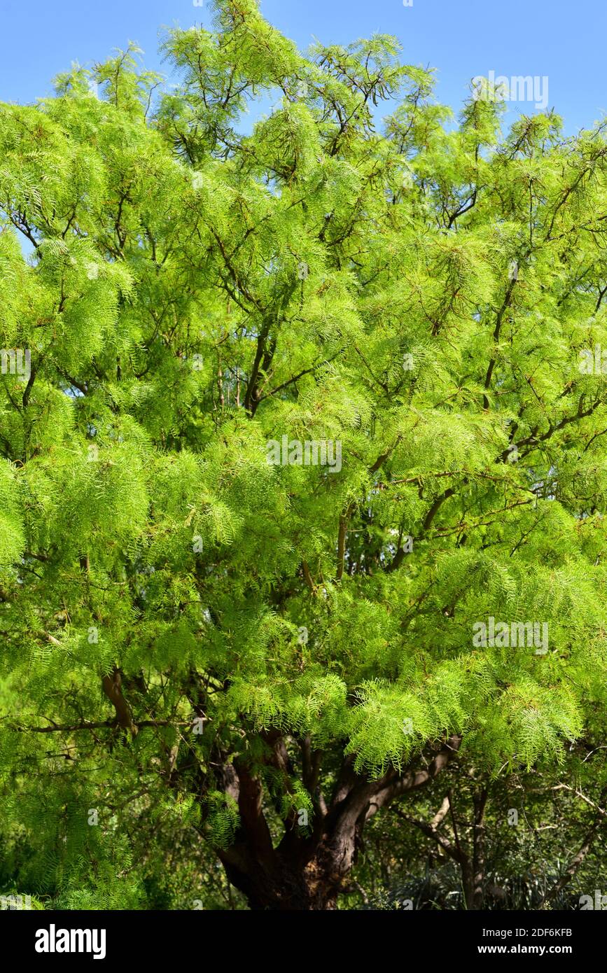 Chilenischer algarrobo oder chilenischer Mesquite (Prosopis chilensis) ist ein Deziduoud-Baum, der in Chile, Argentinien und Peru beheimatet ist. Stockfoto
