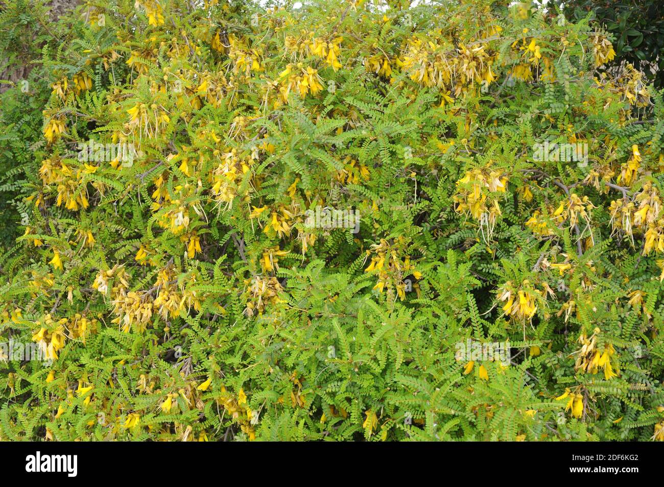 Toromiro (Sophora toromiro) ist ein Baum, der auf der Osterinsel endemisch ist, aber in freier Wildbahn ausgestorben ist. Blumen und Blätter Detail. Stockfoto