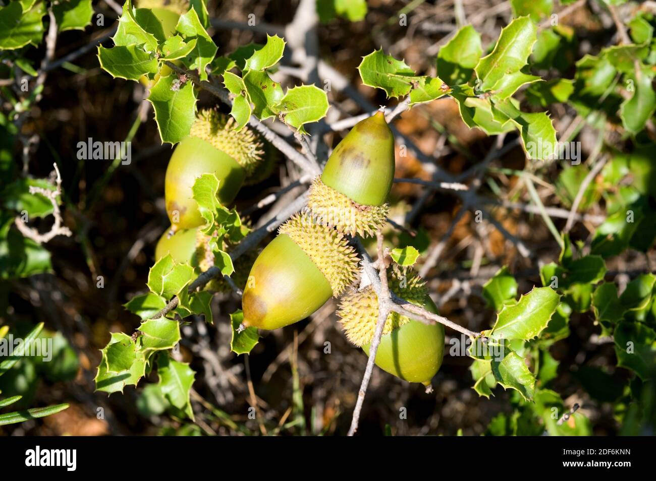 Kermes Eiche (Quercus coccifera) ist ein immergrüner Strauch, der im