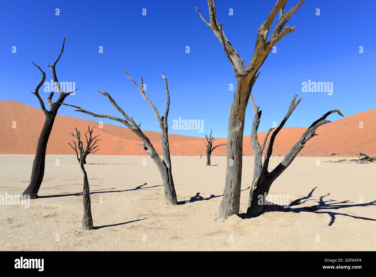 Totes Kameldorn oder Giraffendorn (Vachellia erioloba oder Acacia