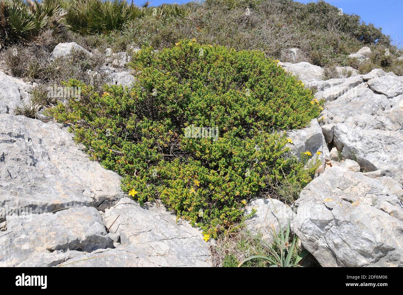 Estepa joana oder hiperico de Baleares (Hypericum balearicum) ist ein immergrüner Strauch, der auf den Balearen endemisch ist. Dieses Foto wurde in Serra de aufgenommen Stockfoto