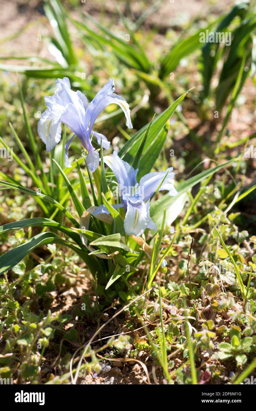 AucherEloy Iris (Iris aucheri) ist eine mehrjährige Pflanze aus