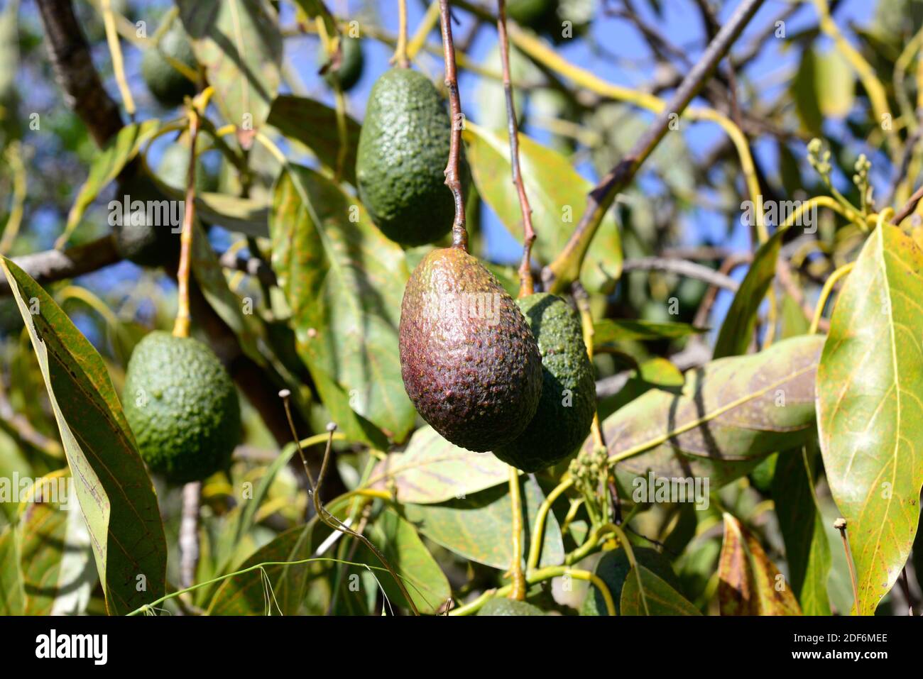 Avocado (Persea americana) ist ein immergrüner Baum, der im südlichen Mexiko beheimatet ist. Seine Früchte (Beere) sind essbar. Mit Früchten. Stockfoto