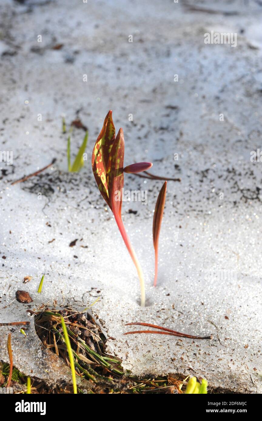 Hahnentrittveilchen (Erythronium dens-canis) ist eine bauchige mehrjährige Pflanze, die in den Bergen Mittel- und Südeuropas beheimatet ist. Dieses Foto wurde in Valle aufgenommen Stockfoto