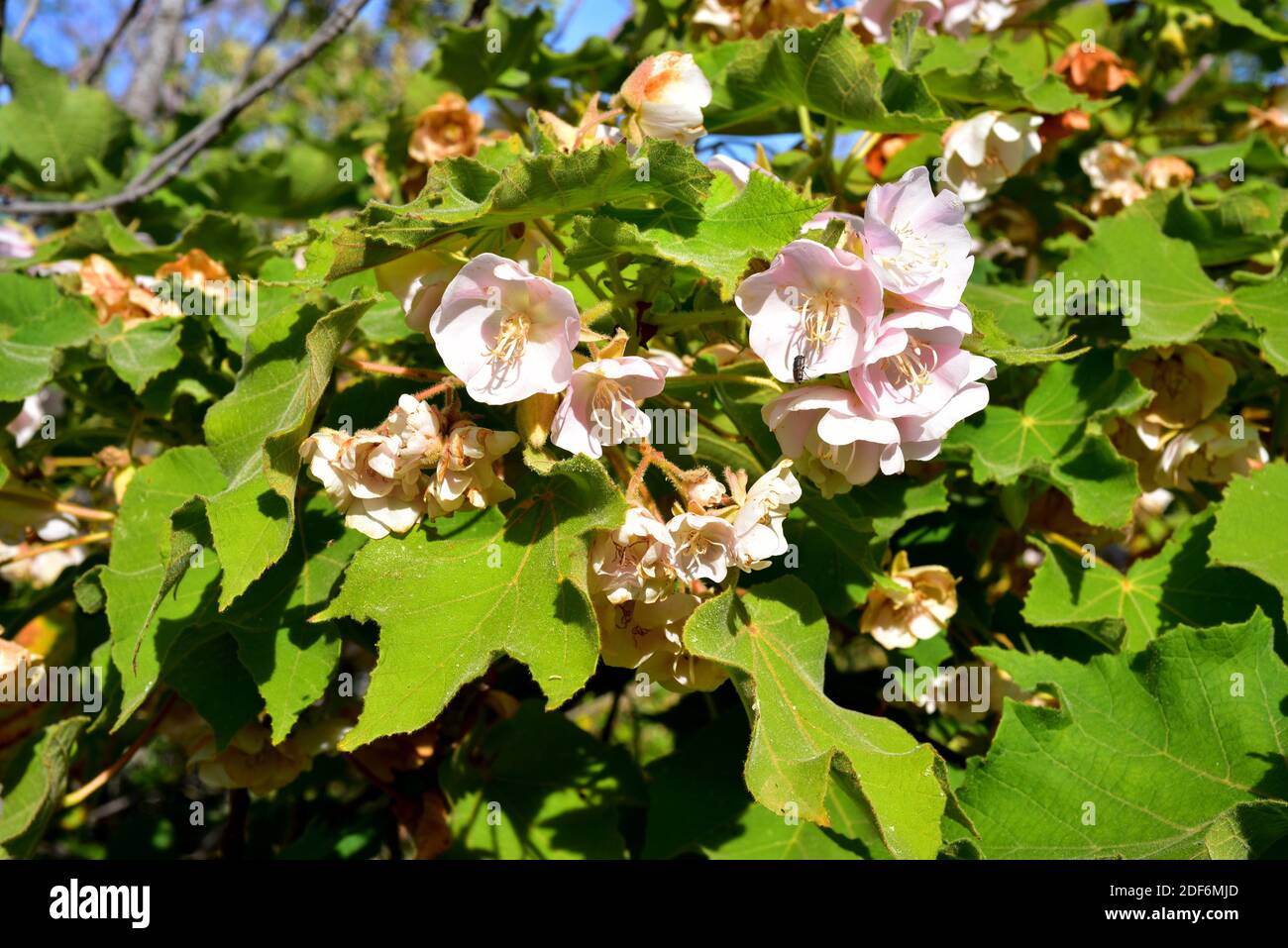 Große baumblätter Fotos und Bildmaterial in hoher Auflösung Alamy