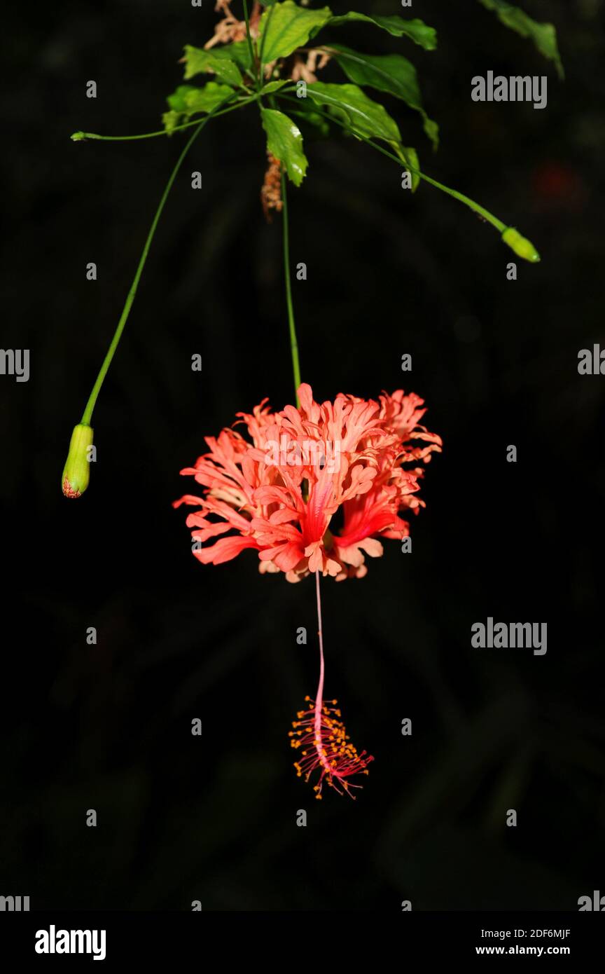 Korallen-Hibiskus oder Spinnen-Hibiskus (Hibiscus schizopetalus) ist ein Strauch aus Ostafrika. Blumendetail. Stockfoto