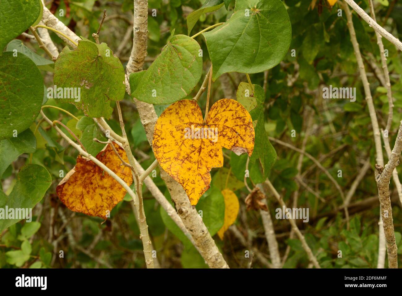 Hibiskus baum Fotos und Bildmaterial in hoher Auflösung Alamy
