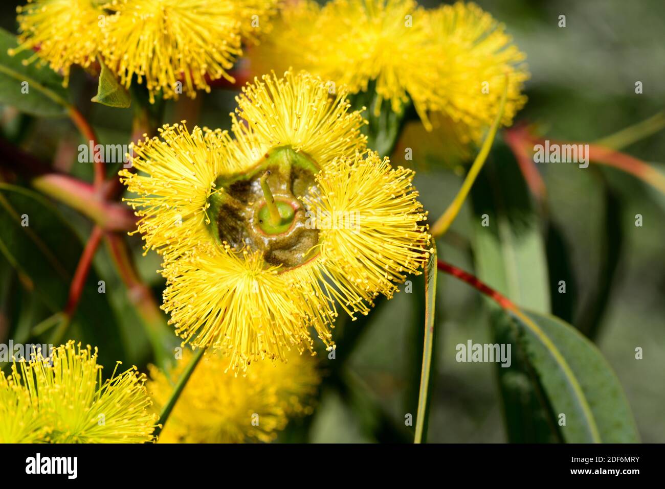 Der rotbedeckte Kaugummi (Eucalyptus erythrocoris) ist ein kleiner Baum, der im Südwesten Australiens endemisch ist. Blumendetail. Stockfoto
