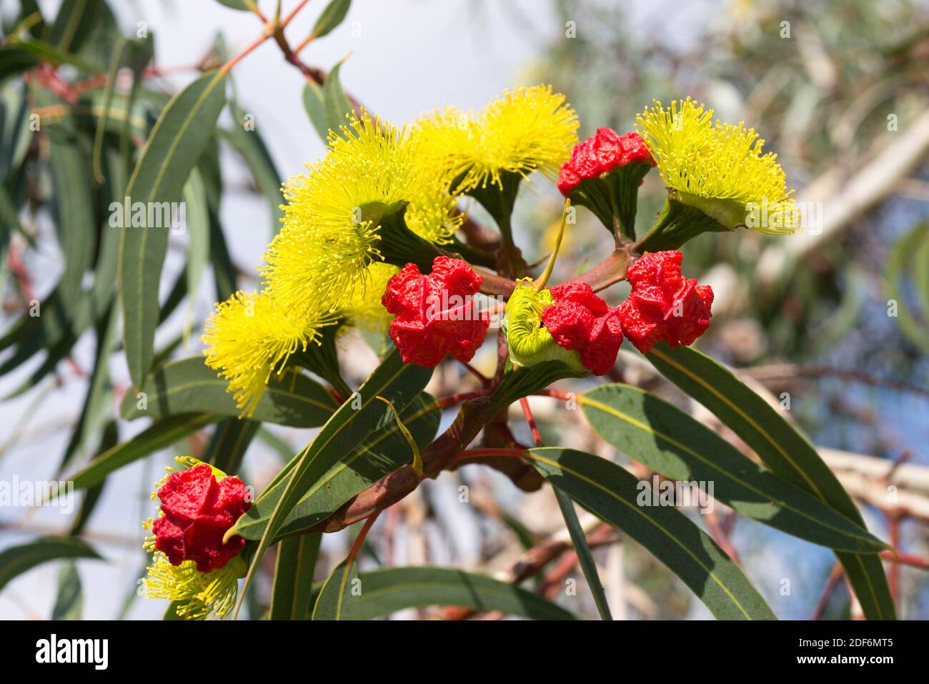 Der rotbedeckte Kaugummi (Eucalyptus erythrocoris) ist ein kleiner Baum, der im Südwesten Australiens endemisch ist. Blumen und Blätter Detail. Stockfoto