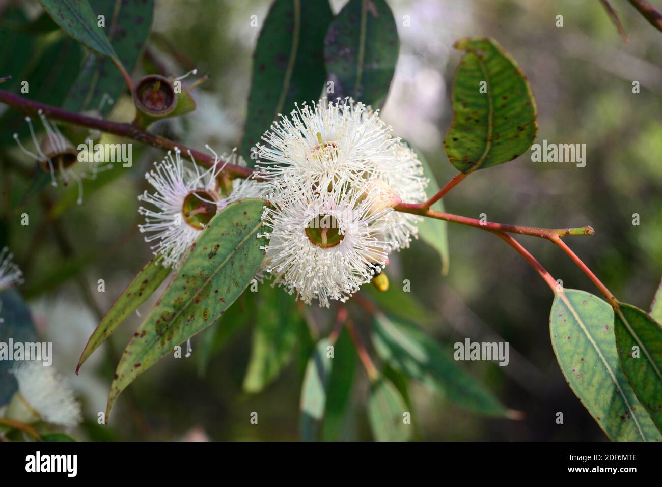 Cup Gum (Eucalyptus cosmophylla) ist ein Baum, der in Südaustralien endemisch ist. Blumen und Blätter Detail. Stockfoto