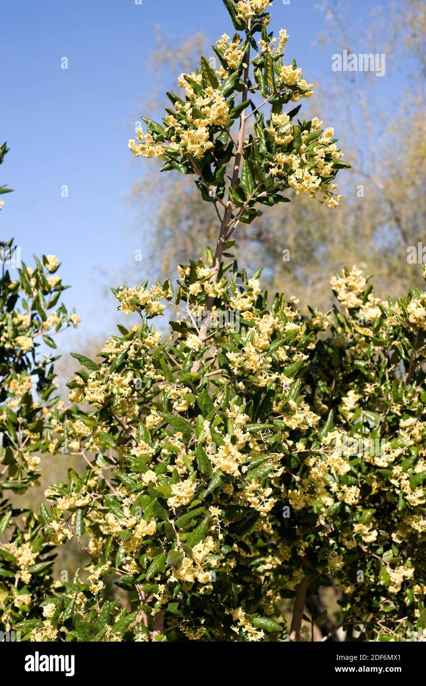 Boldo (Peumus boldus) ist ein in Chile endemischer Baum. Seine Blätter werden für kulinarische und medizinische Zwecke verwendet. Stockfoto