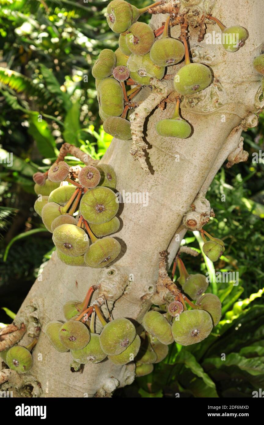 Roxburgh Feigenbaum (Ficus auriculata) ist ein kleiner Baum, der in Asien beheimatet ist. Seine Früchte (infrutescences) sind essbar. Stockfoto