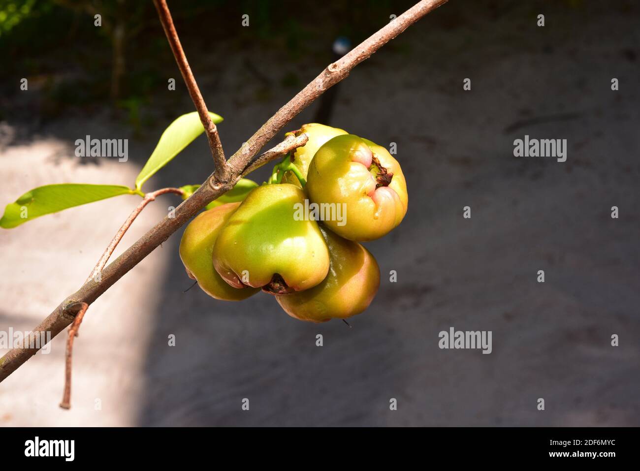 Der Java-Apfel (Syzygium samarangense oder Eugenia javanica) ist ein  tropischer Baum, der auf der malaiischen Halbinsel beheimatet ist. Seine  Früchte (Beeren) sind essbar. Dieses Foto war Stockfotografie - Alamy