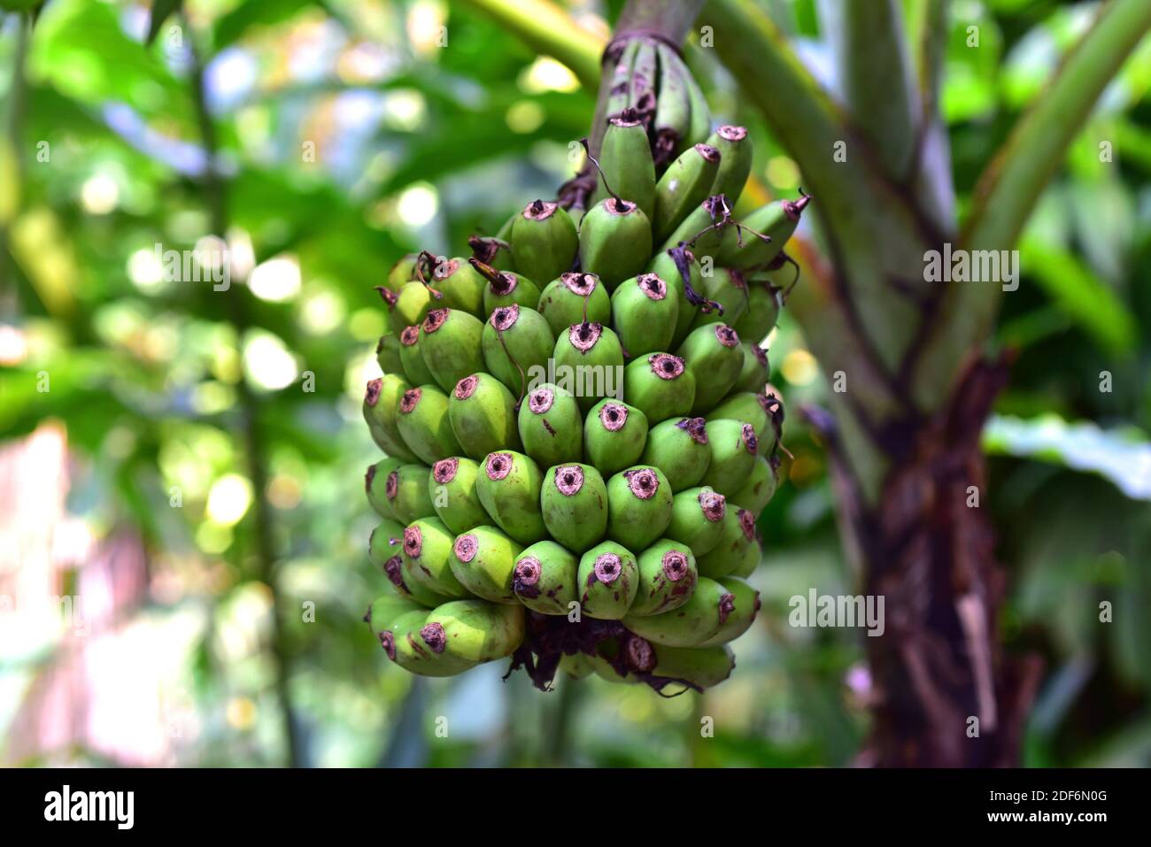 Malaiische Banane (Musa acuminata) ist eine mehrjährige Pflanze, die in Südostasien beheimatet ist. Seine Früchte (Detail) sind essbar. Stockfoto