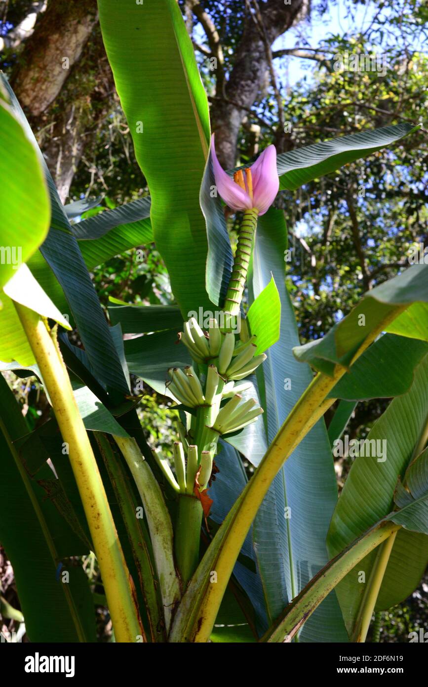 Blühende Banane (Musa ornata) ist eine mehrjährige Zierpflanze aus Südostasien. Blumen und Früchte Detail. Stockfoto