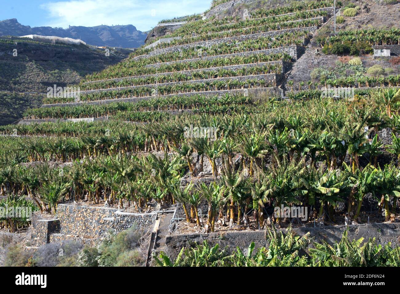 Banane (Musa x paradisiaca). Terrassenanbau auf der Insel La Palma, Kanarische Inseln, Spanien. Stockfoto