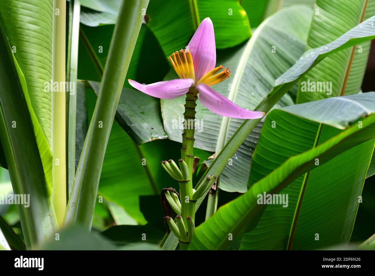 Blühende Banane (Musa ornata) ist eine mehrjährige Zierpflanze aus Südostasien. Blumen und Früchte Detail. Dieses Foto wurde in Thailand aufgenommen. Stockfoto