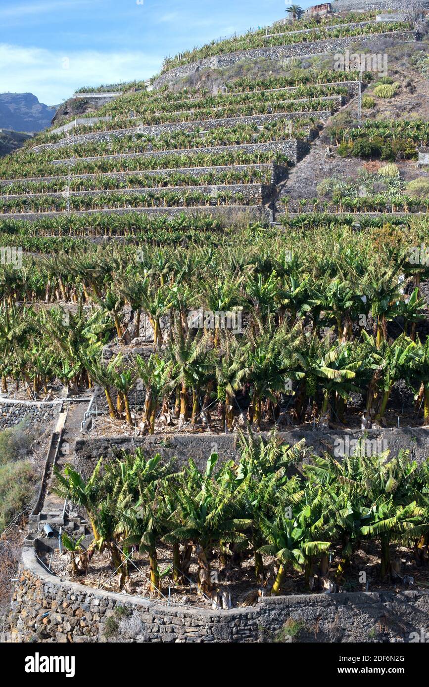 Banane (Musa x paradisiaca). Terrassenanbau auf der Insel La Palma, Kanarische Inseln, Spanien. Stockfoto