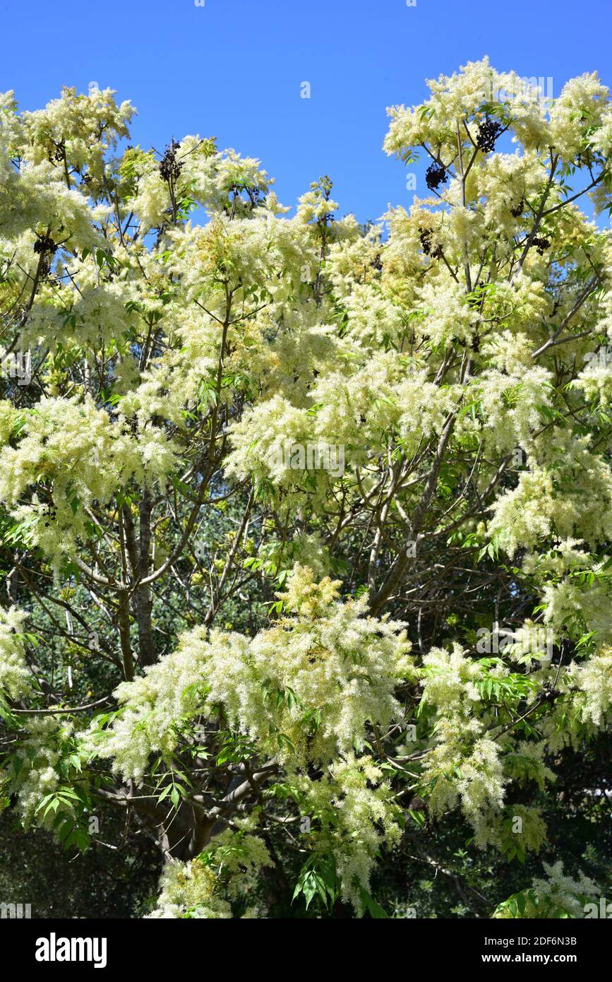 Mannasche (Fraxinus ornus) ist ein Laubbaum, der in Südeuropa und Südwestasien beheimatet ist.Blütenstände und Blätter sind detailliert. Stockfoto