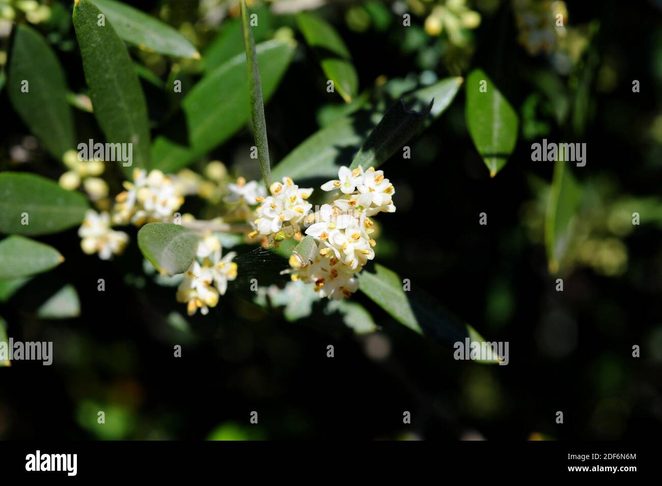 Wilde Olive (Olea europaea sylvestris oder Olea europaea oleaster) ist