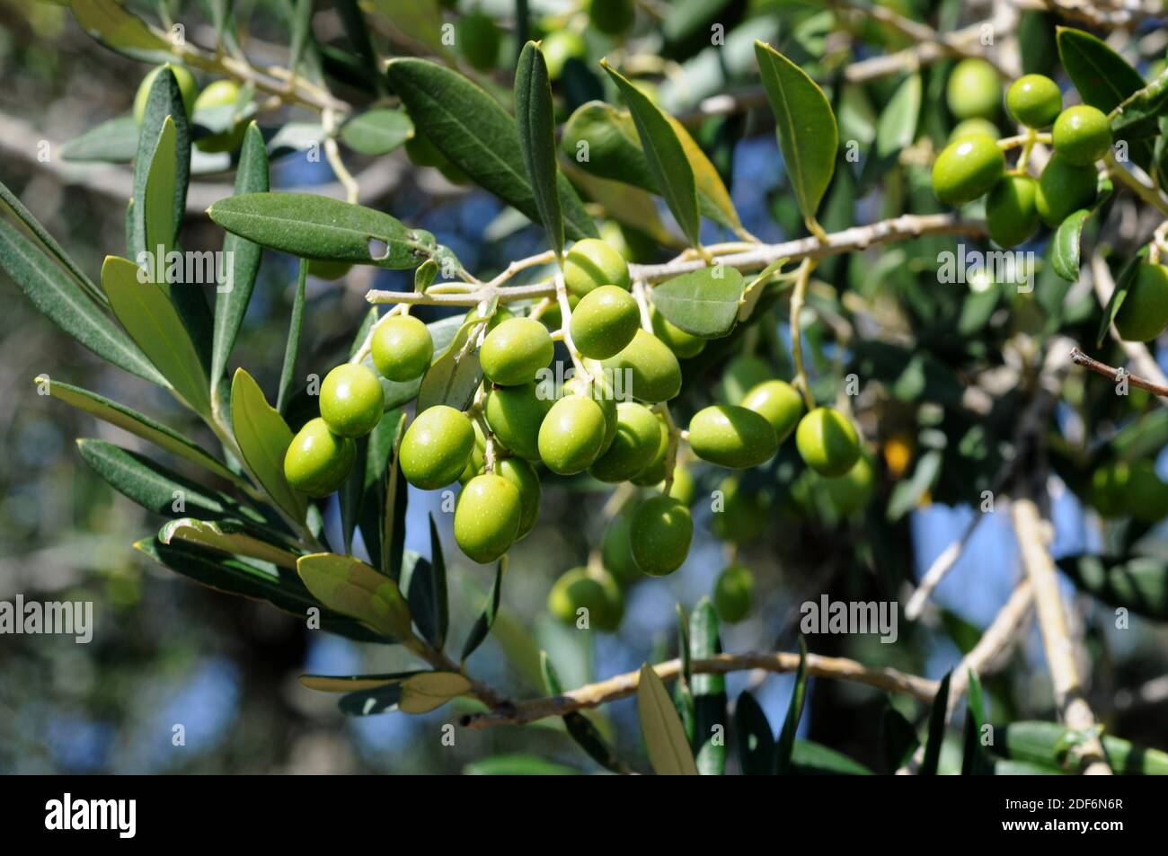 Wilde Olive (Olea europaea sylvestris oder Olea europaea oleaster) ist