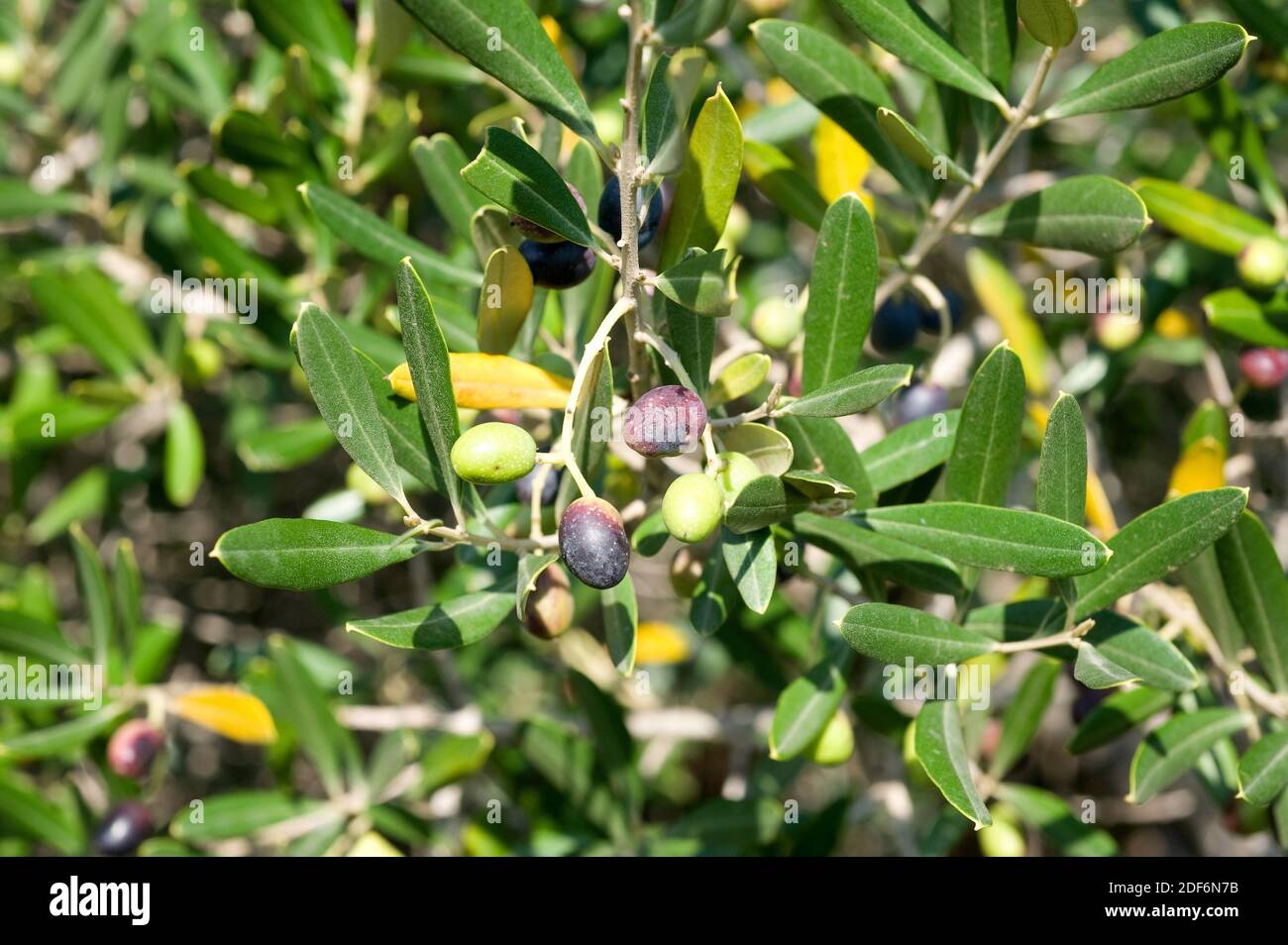 Wilde Olive (Olea europaea sylvestris oder Olea europaea oleaster) ist