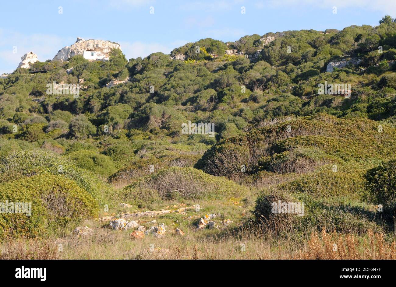Wilde Olive (Olea europaea sylvestris oder Olea europaea oleaster) ist