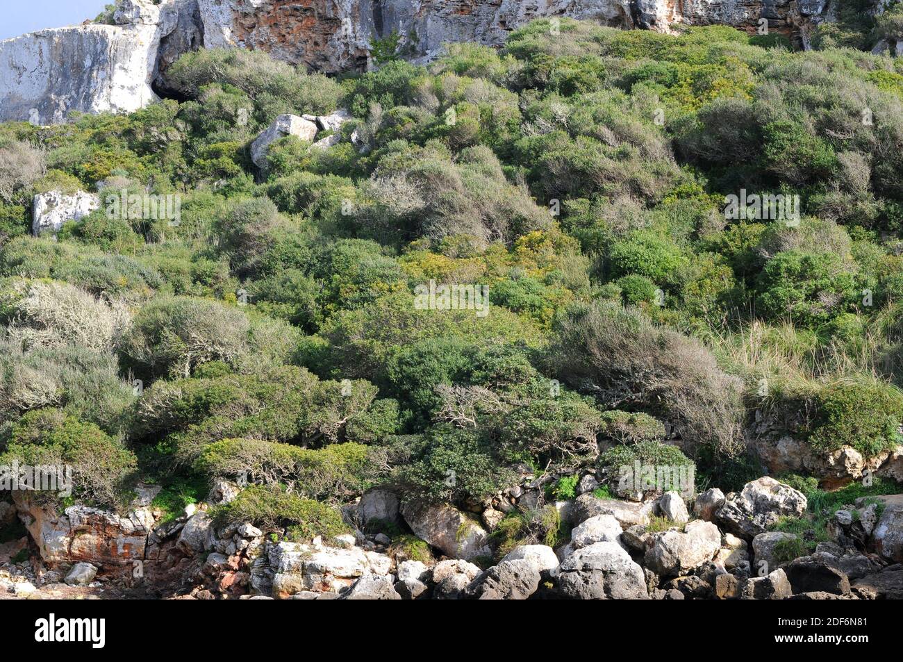 Wilde Olive (Olea europaea sylvestris oder Olea europaea oleaster) ist