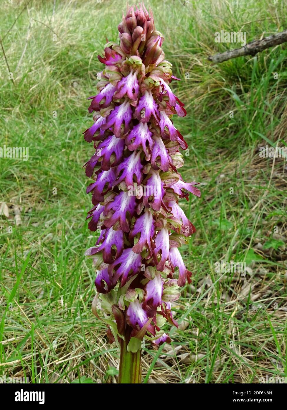 Die Riesenorchidee (Himantoglossum robertianum oder Barlia robertiana) ist eine terrestrische Orchidee, die im Mittelmeerraum beheimatet ist. Dieses Foto wurde in Alt aufgenommen Stockfoto