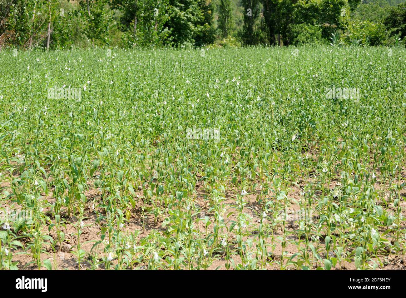 Sesam (Sesamum indicum) ist eine einjährige Pflanze, die in Afrika beheimatet ist, aber in
