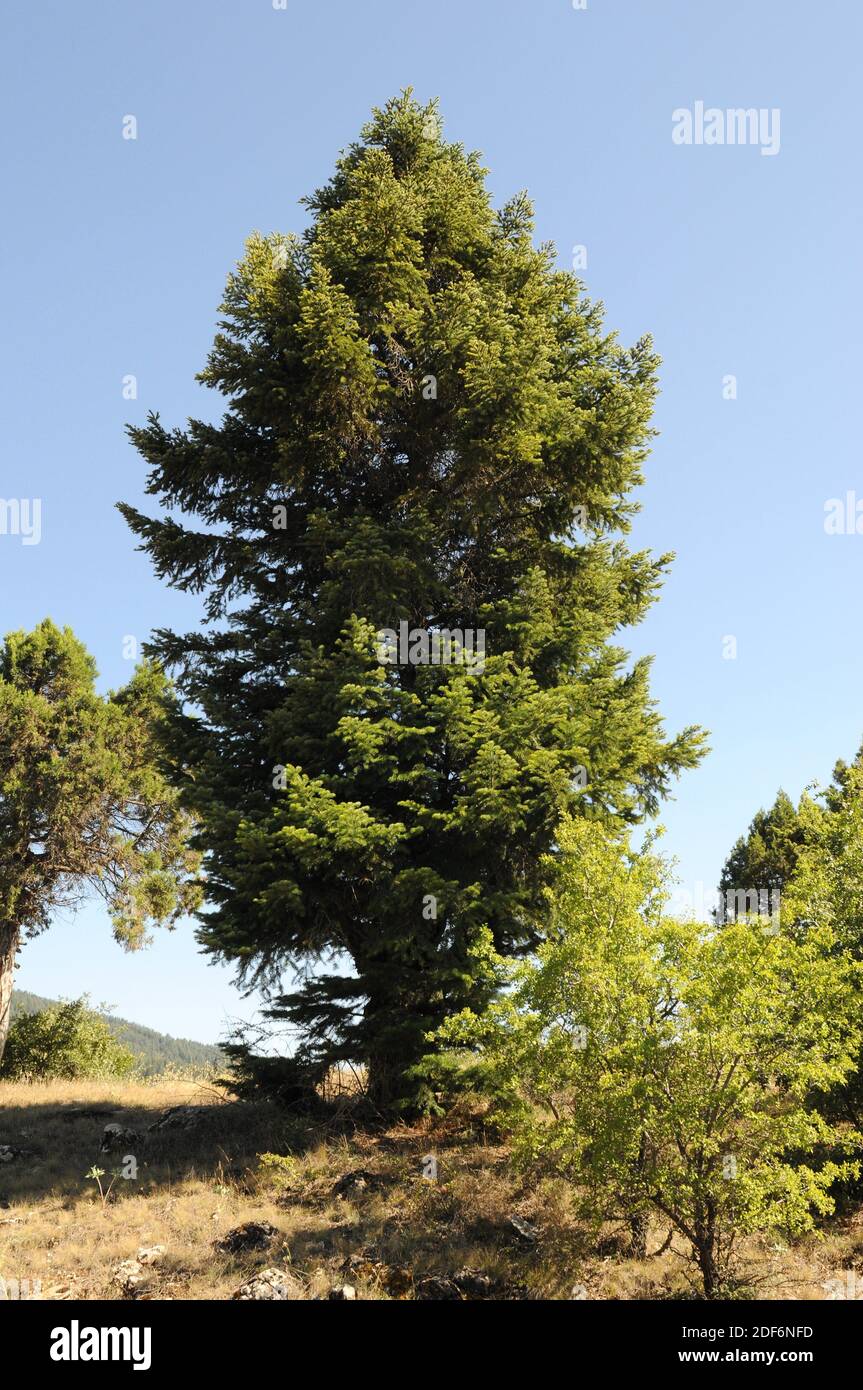 Kaukasische Tanne (Abies nordmanniana) ist ein Nadelbaum, der im Kaukasus und in den türkischen Bergen beheimatet ist. Dieses Foto wurde in der Türkei aufgenommen. Stockfoto