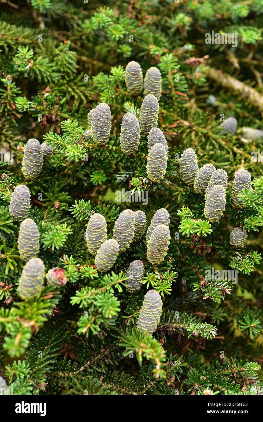 Die koreanische Tanne (Abies koreana) ist ein Nadelbaum, der in den südkoreanischen Bergen beheimatet ist. Zapfen und Blätter Detail. Stockfoto