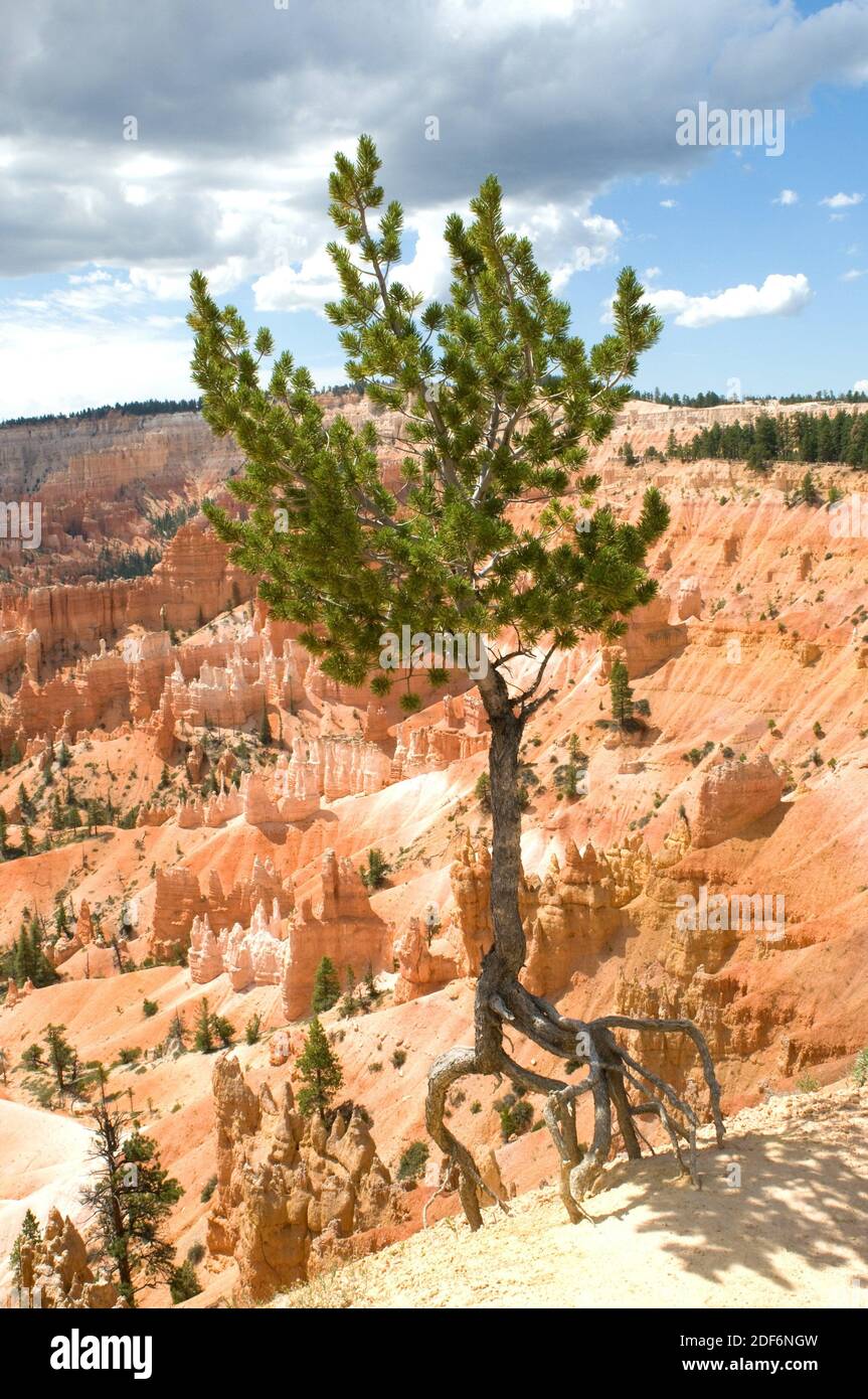 Limberkiefer (Pinus flexilis) ist ein Nadelbaum, der im westlichen Nordamerika von Kanada bis Mexiko beheimatet ist. Dieses Foto wurde im Bryce Canyon aufgenommen Stockfoto